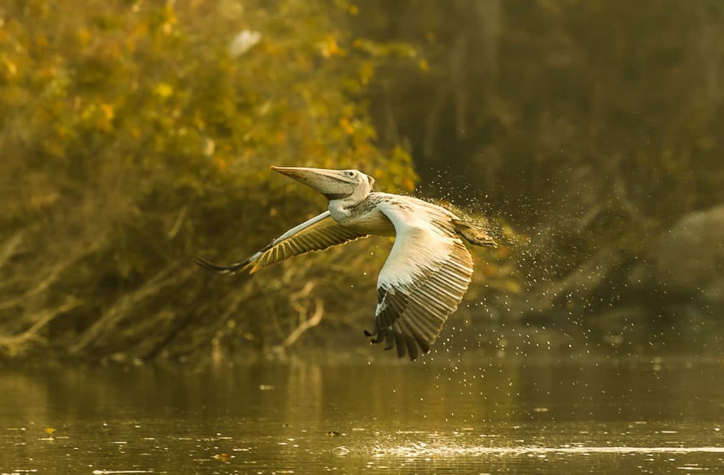 RGN_3473-2-1024x672 › Rent urbania